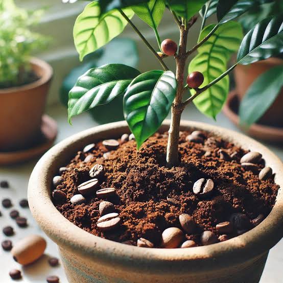 Baristas Brew for Plants